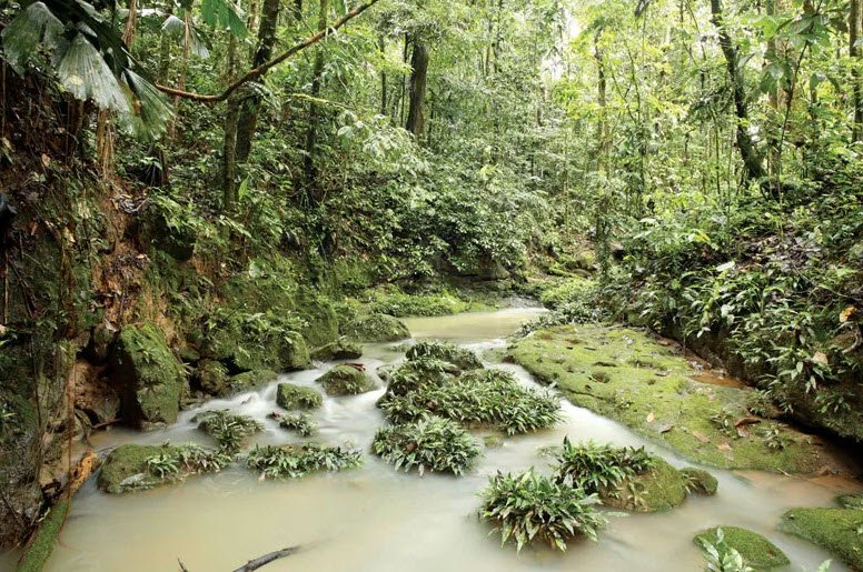 Amazon Rainforest, Northern Brazil (e.g., Amazonas), Brazil